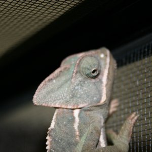 Hortense