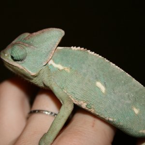 Hortense