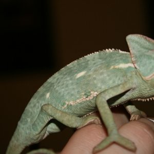 Hortense