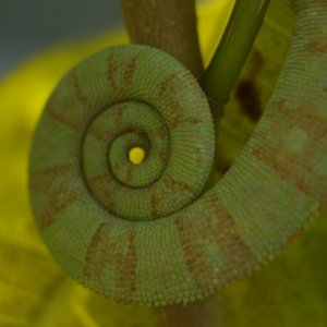 Swirly