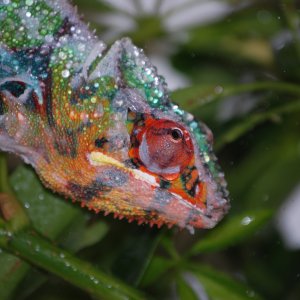 Shedding In The Shower