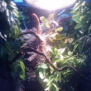 Two Horned enclosure