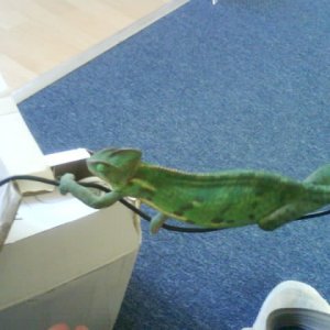 Abseil
