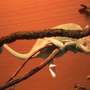 I`m A Stick