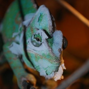 Shedding