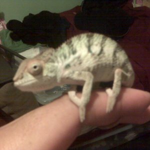 I Shall Call Him..........nesta!