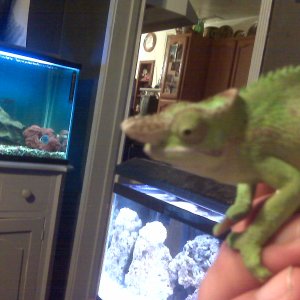 Yoshi The Cham