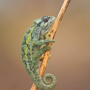 Ruwenzori Side Striped Chameleon - Chamaeleo Rudis