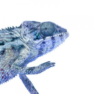 Juvenile Panther Chameleon