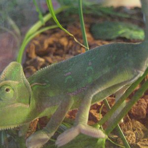 Baby Chameleon (with Green Spots)