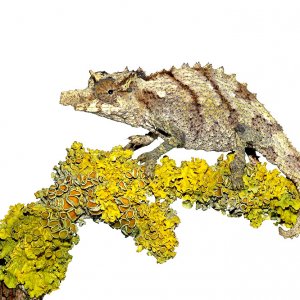 Nguru Pygmy Chameleon - Rampholeon Acuminatus