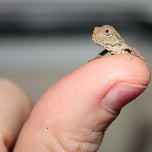 Baby Pygmys 1 Day Old!