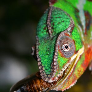 Sancho Looking Pretty!