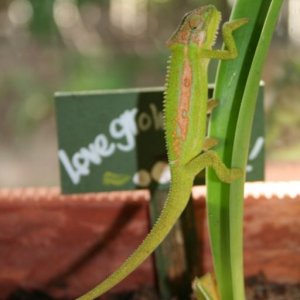 Cape Dward Chameleon Bradypodion Pumilum