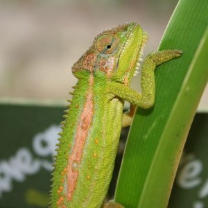 Cape Dward Chameleon Bradypodion Pumilum