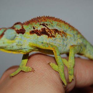 Colors
