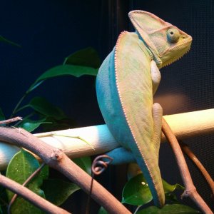 Beastie Basking