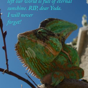 In Memory Of Yoda