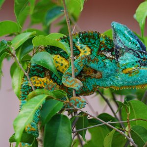 Luie In His Tree In The Backyard