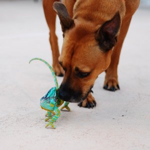 My Dog Red And My Male Veiled Luie