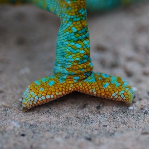 Luie Sweet Little Foot