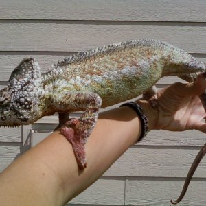 Rex