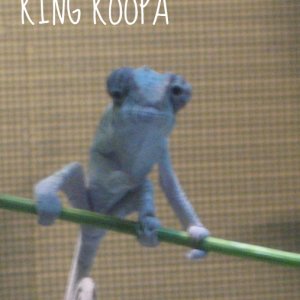 King Koopa Chillin