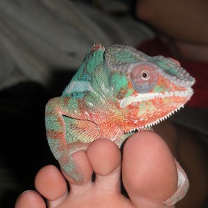 Waldo