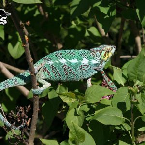 Pardalis Nosy Faly