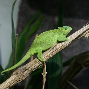 Female Rudis
