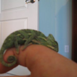 Baby Veiled