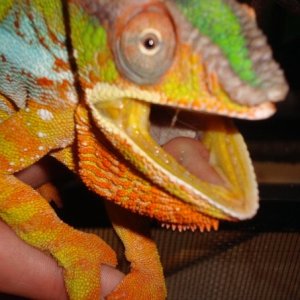 Oscar 4