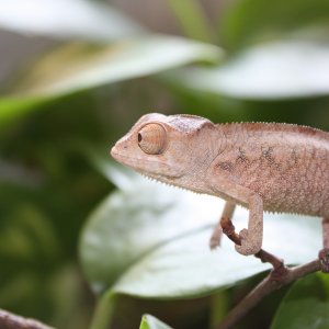 Pardalis Ambilobe Female