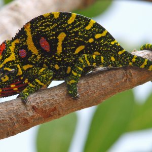 Furcifer Minor, Female