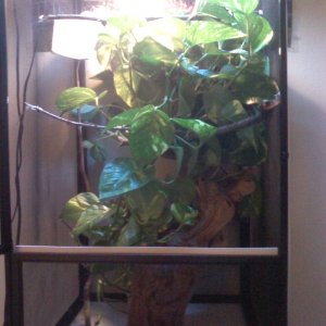 Chameleon