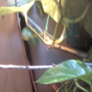 Chameleon