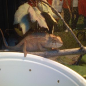 Chameleon