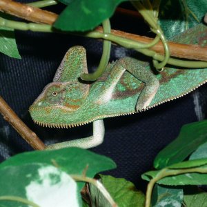 Spike