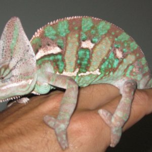 Alexk