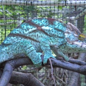 Male Parsons