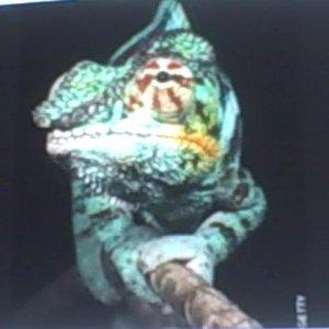 Panther Chameleon Hanging Out