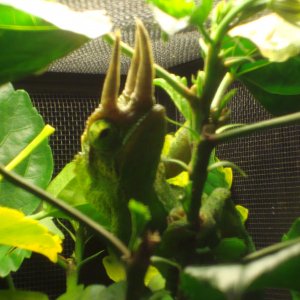 Mr Lizard
