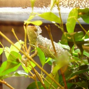 Misted Ziggy