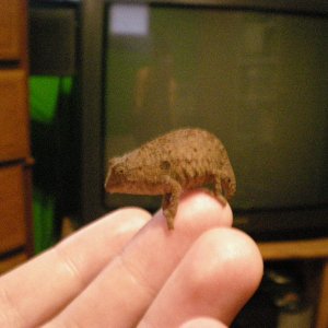 Little Brev