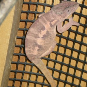 Gravid Female About To Pop
