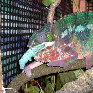 Yummy Giant Hornworm