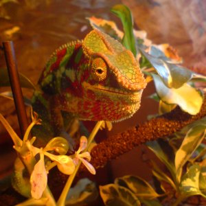 Steve Mcqueen The Chameleon