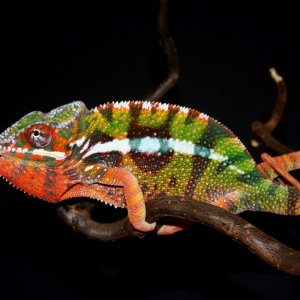 Razor - Diego Suarez Pantherchameleon