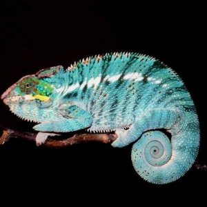 Ivros - Nosy Bé Pantherchameleon