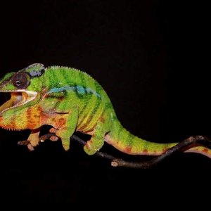 Blade - Nosy Mitsio Pantherchameleon
